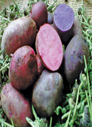 purplepotato