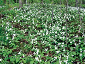 A field of Trilliums