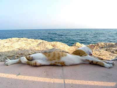 600px-cat-on-beach-shutterstock_27220642